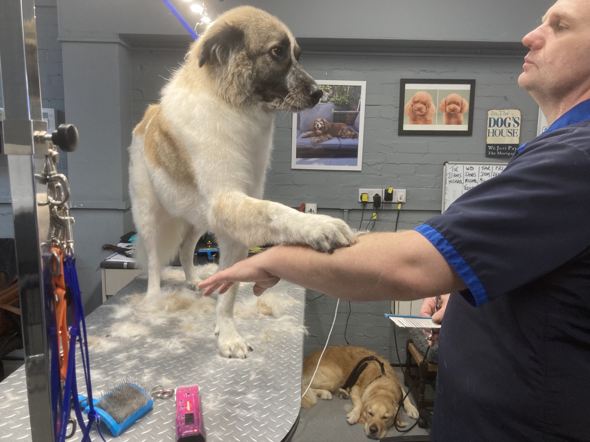 Your Dog Grooming Salon