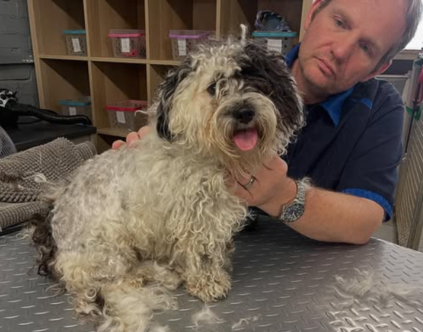 Your Dog Grooming Salon
