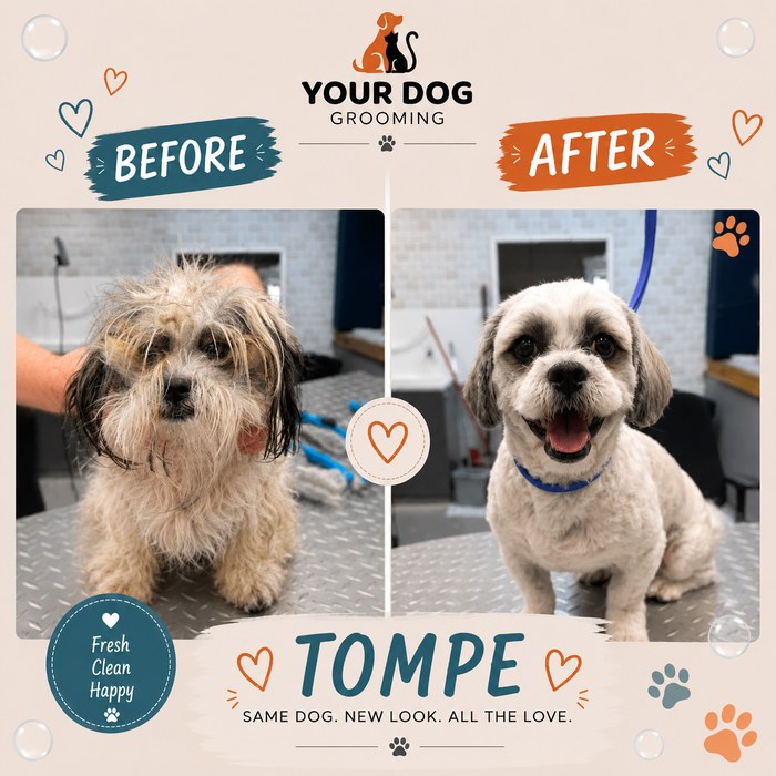 Tompe before and after grooming — same dog, new look, all the love